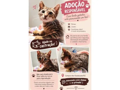 Gato raça SRD-ViraLata idade 2 a 6 meses nome Fran