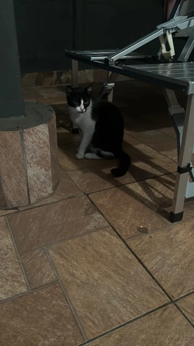 Gato raça SRD-ViraLata idade 2 anos nome Luna
