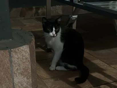 Gato raça SRD-ViraLata idade 2 anos nome Luna