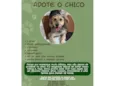 Chico
