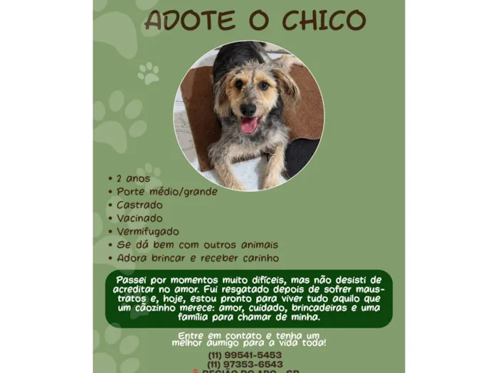 Cachorro raça SRD-ViraLata idade 1 ano nome Chico