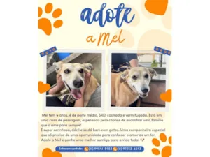 Cachorro raça SRD-ViraLata idade 3 anos nome Mel