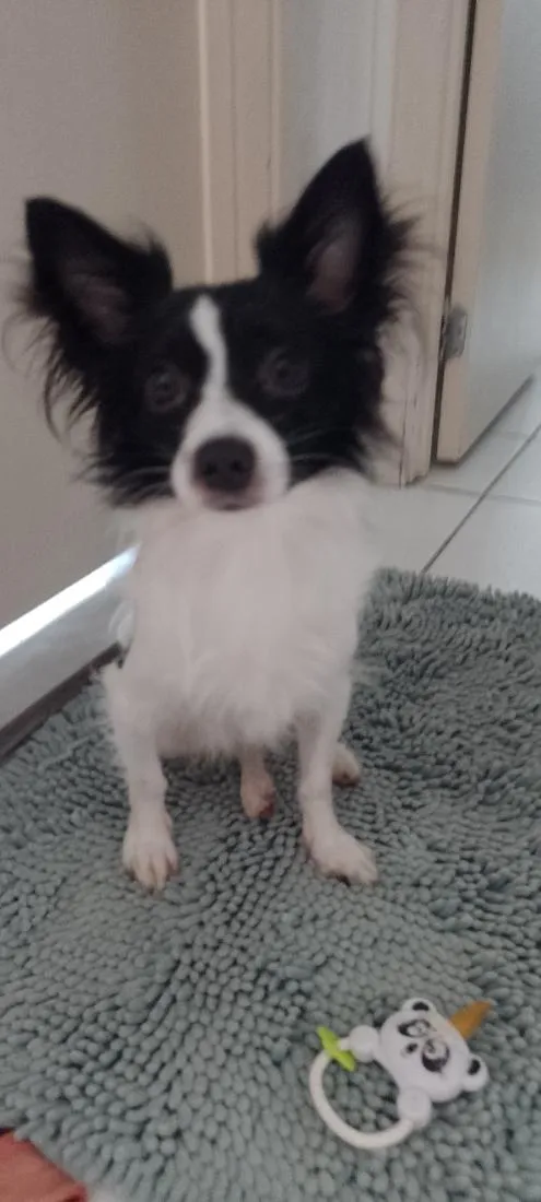 Cachorro raça SRD-ViraLata idade 2 anos nome Bethovem