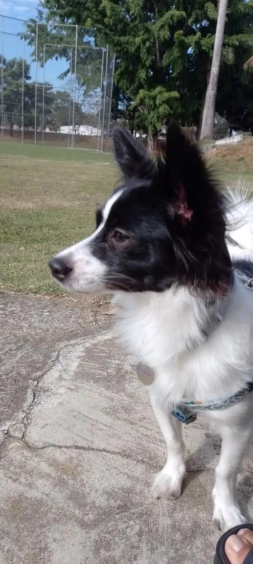 Cachorro raça SRD-ViraLata idade 2 anos nome Bethovem