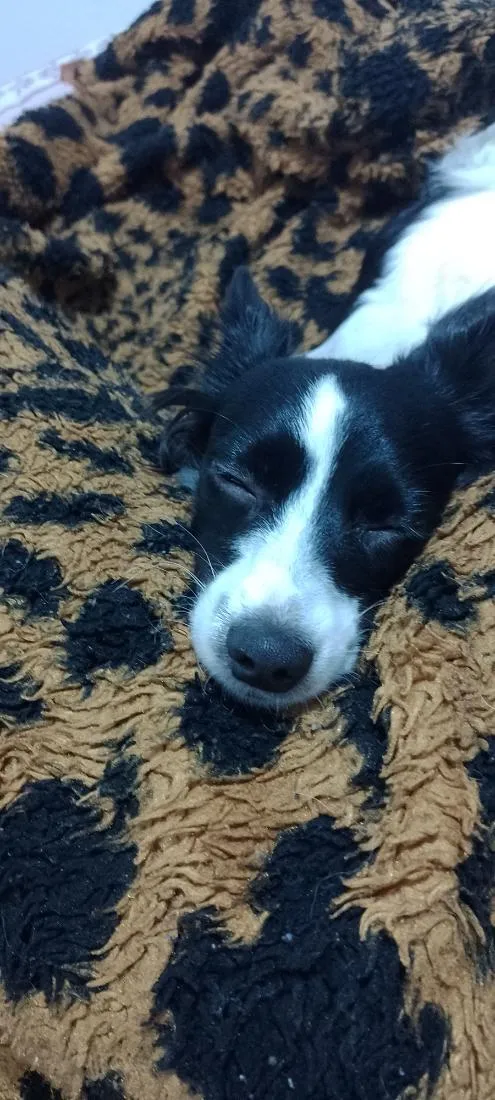Cachorro raça SRD-ViraLata idade 2 anos nome Bethovem