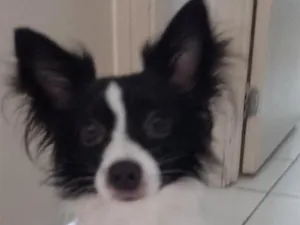 Cachorro raça SRD-ViraLata idade 2 anos nome Bethovem