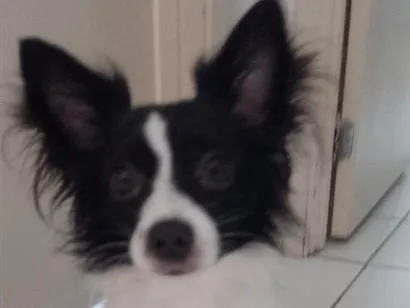 Cachorro raça SRD-ViraLata idade 2 anos nome Bethovem