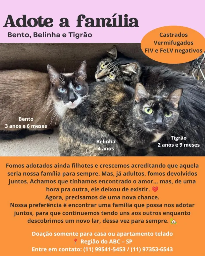 Gato raça SRD-ViraLata idade 3 anos nome Belinha, Bento e Tigrão