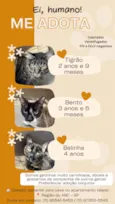 Belinha, Bento e Tigrão