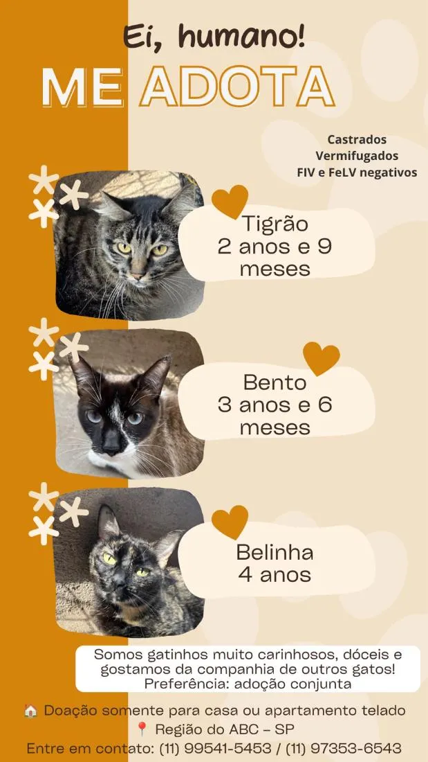 Gato raça SRD-ViraLata idade 3 anos nome Belinha, Bento e Tigrão