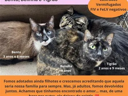 Gato raça SRD-ViraLata idade 3 anos nome Belinha, Bento e Tigrão