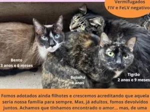 Gato raça SRD-ViraLata idade 3 anos nome Belinha, Bento e Tigrão