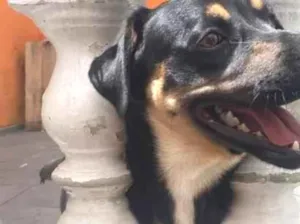 Cachorro raça SRD-ViraLata idade 2 anos nome Toddy