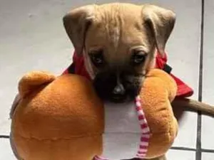 Cachorro raça SRD-ViraLata idade 2 a 6 meses nome Paçoca 