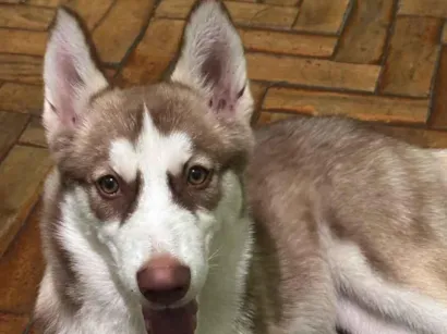 Cachorro raça Husky idade 2 a 6 meses nome Luna