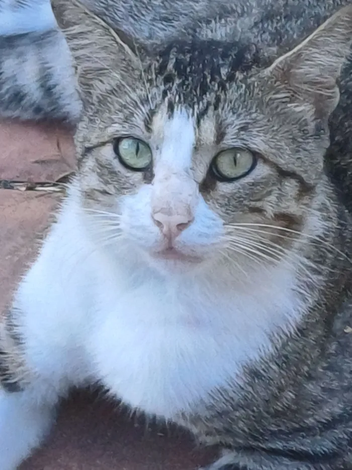 Gato raça SRD-ViraLata idade 1 ano nome Bruce
