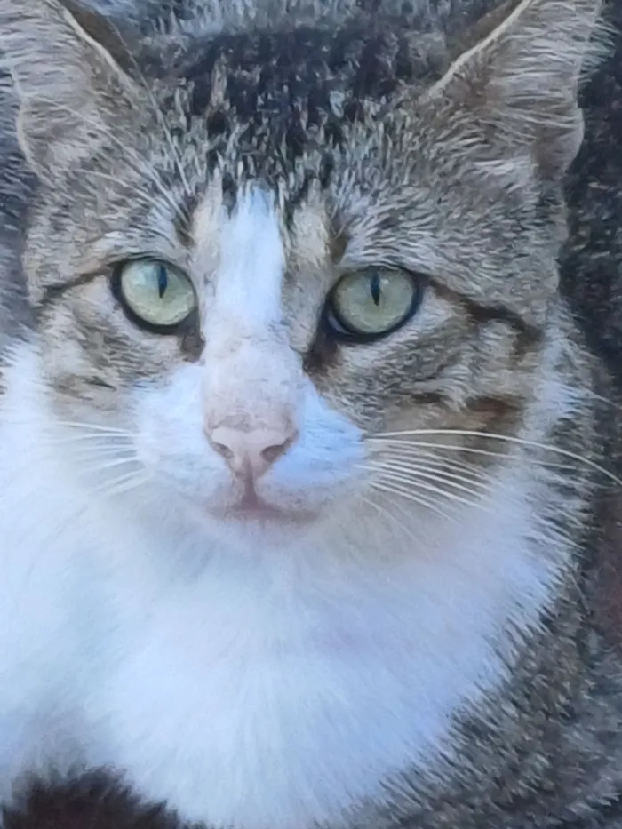 Gato raça SRD-ViraLata idade 1 ano nome Bruce