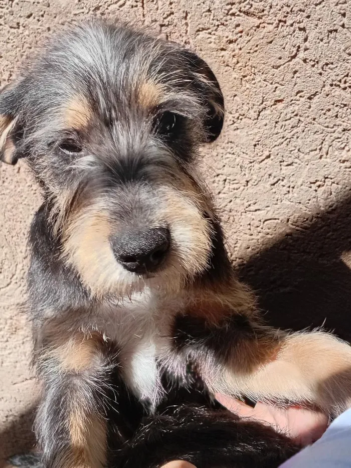 Cachorro raça SRD-ViraLata idade 1 ano nome Aslan