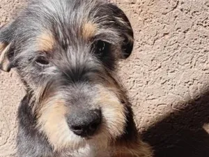 Cachorro raça SRD-ViraLata idade 1 ano nome Aslan