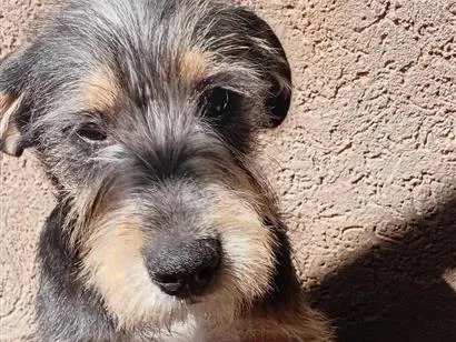Cachorro raça SRD-ViraLata idade 1 ano nome Aslan