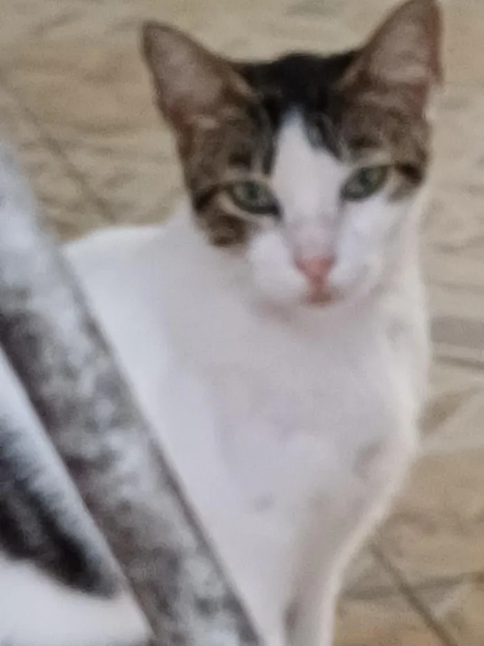 Gato raça SRD-ViraLata idade 7 a 11 meses nome Brisa