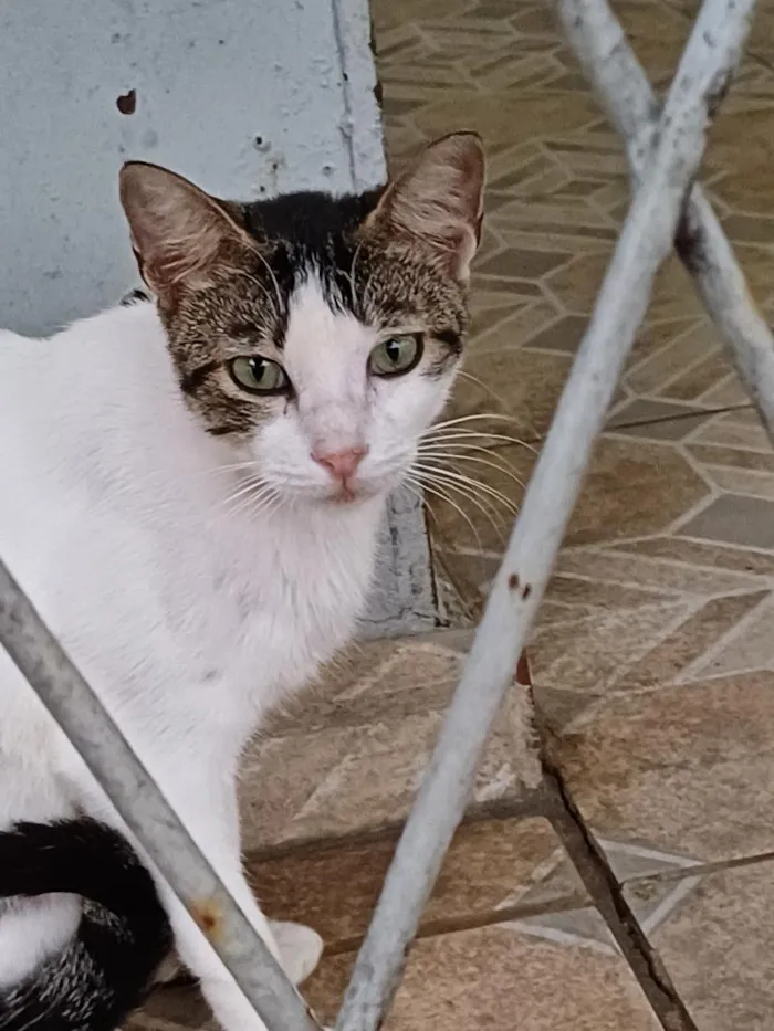 Gato raça SRD-ViraLata idade 7 a 11 meses nome Brisa