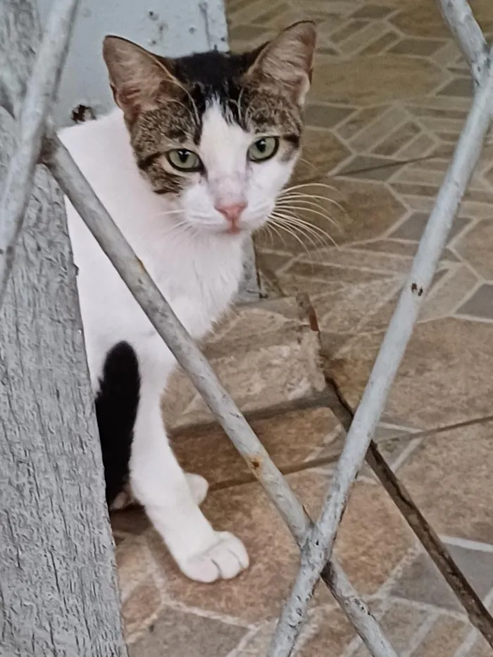 Gato raça SRD-ViraLata idade 7 a 11 meses nome Brisa