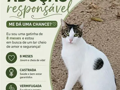 Gato raça SRD-ViraLata idade 7 a 11 meses nome Brisa
