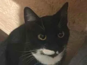 Gato raça SRD-ViraLata idade 7 a 11 meses nome Theo