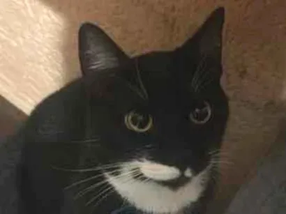 Gato raça SRD-ViraLata idade 7 a 11 meses nome Theo