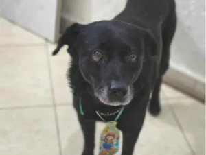 Cachorro raça SRD-ViraLata idade 6 ou mais anos nome Black Jack