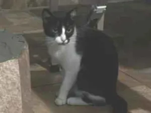 Gato raça SRD-ViraLata idade 2 anos nome Luna