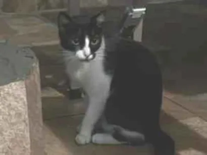 Gato raça SRD-ViraLata idade 2 anos nome Luna
