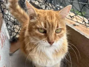 Gato raça SRD-ViraLata idade 4 anos nome Mãezinha