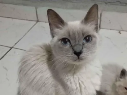 Gato raça SRD-ViraLata idade 1 ano nome Yuki 
