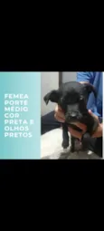 pretinha, pretinho, gordinha, e cabrita
