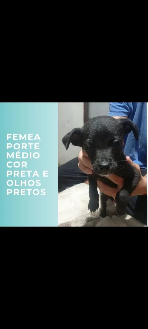 Cachorro raça SRD-ViraLata com pitbul  idade 2 a 6 meses nome pretinha, pretinho, gordinha, e cabrita