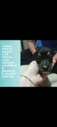pretinha, pretinho, gordinha, e cabrita
