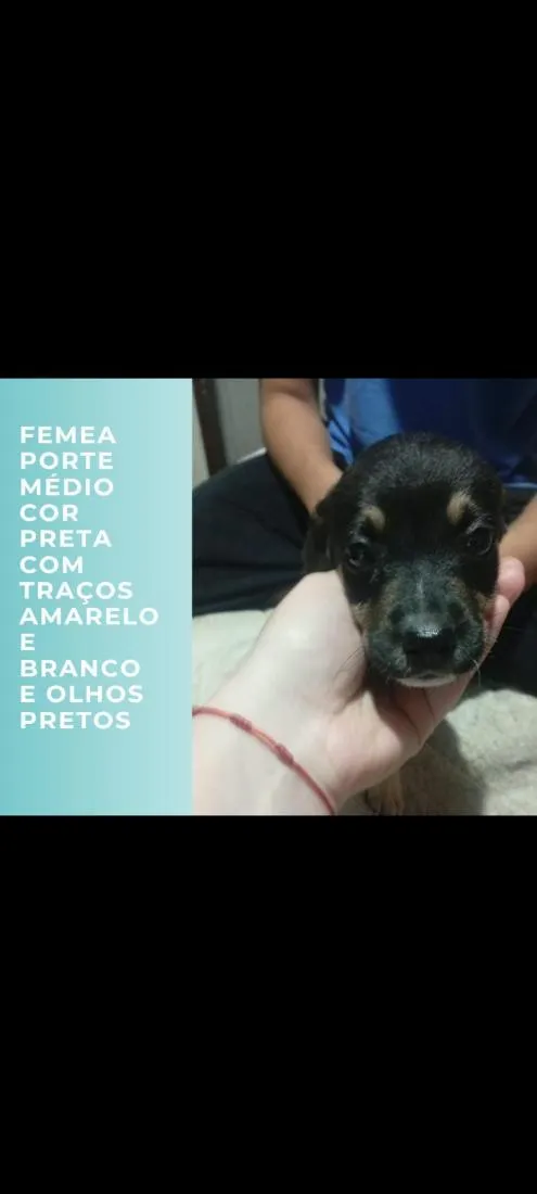 Cachorro raça SRD-ViraLata com pitbul  idade 2 a 6 meses nome pretinha, pretinho, gordinha, e cabrita