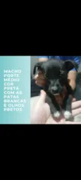 pretinha, pretinho, gordinha, e cabrita