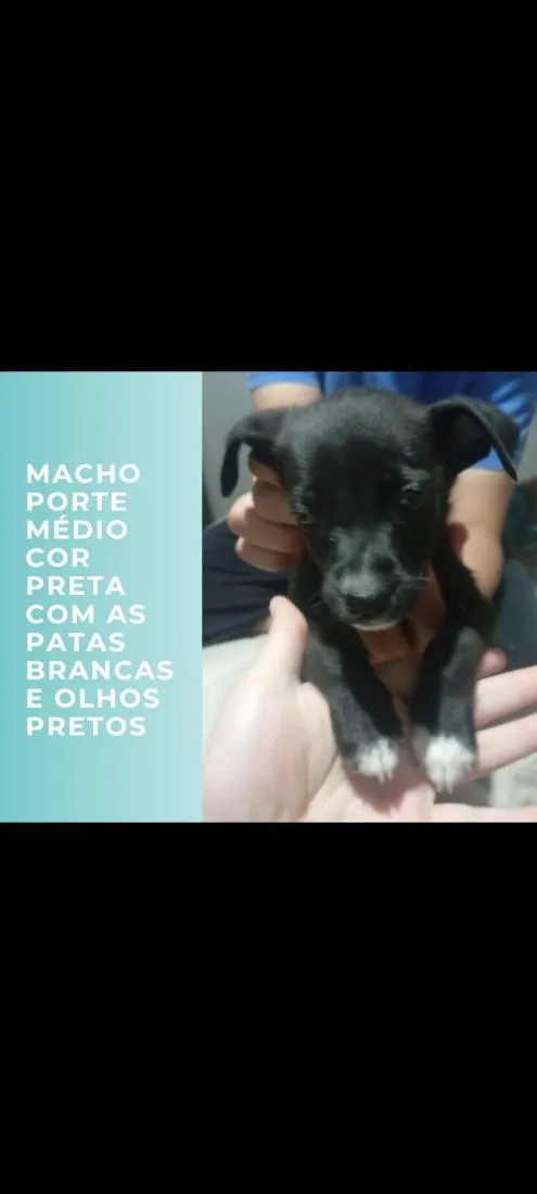 Cachorro raça SRD-ViraLata com pitbul  idade 2 a 6 meses nome pretinha, pretinho, gordinha, e cabrita