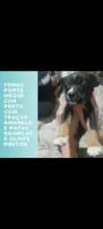 pretinha, pretinho, gordinha, e cabrita