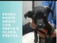 pretinha, pretinho, gordinha, e cabrita