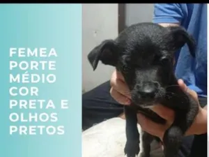 Cachorro raça SRD-ViraLata com pitbul  idade 2 a 6 meses nome pretinha, pretinho, gordinha, e cabrita