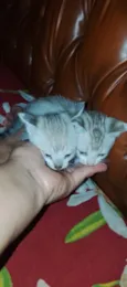 2 gatinha 