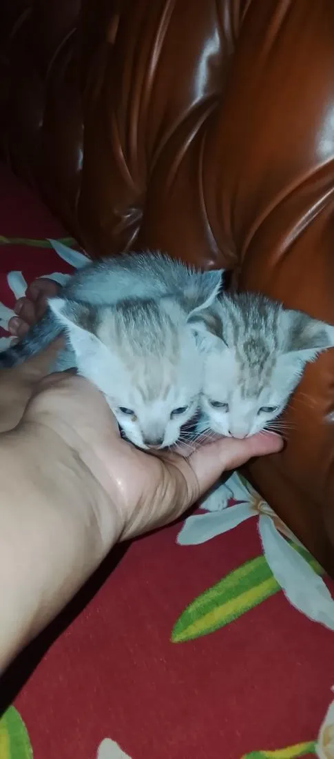 Gato raça SRD-ViraLata idade 2 a 6 meses nome 2 gatinha 