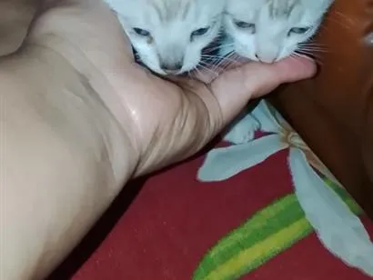Gato raça SRD-ViraLata idade 2 a 6 meses nome 2 gatinha 