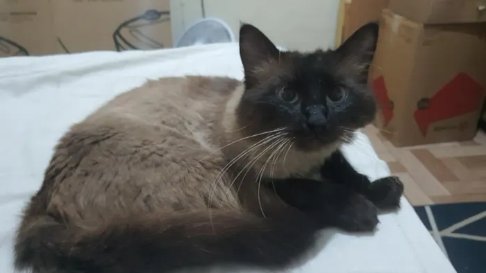 Gato raça Siamês idade 1 ano nome fumaça 