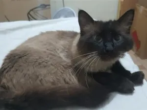 Gato raça Siamês idade 1 ano nome fumaça 