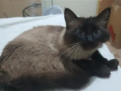 Gato raça Siamês idade 1 ano nome fumaça 
